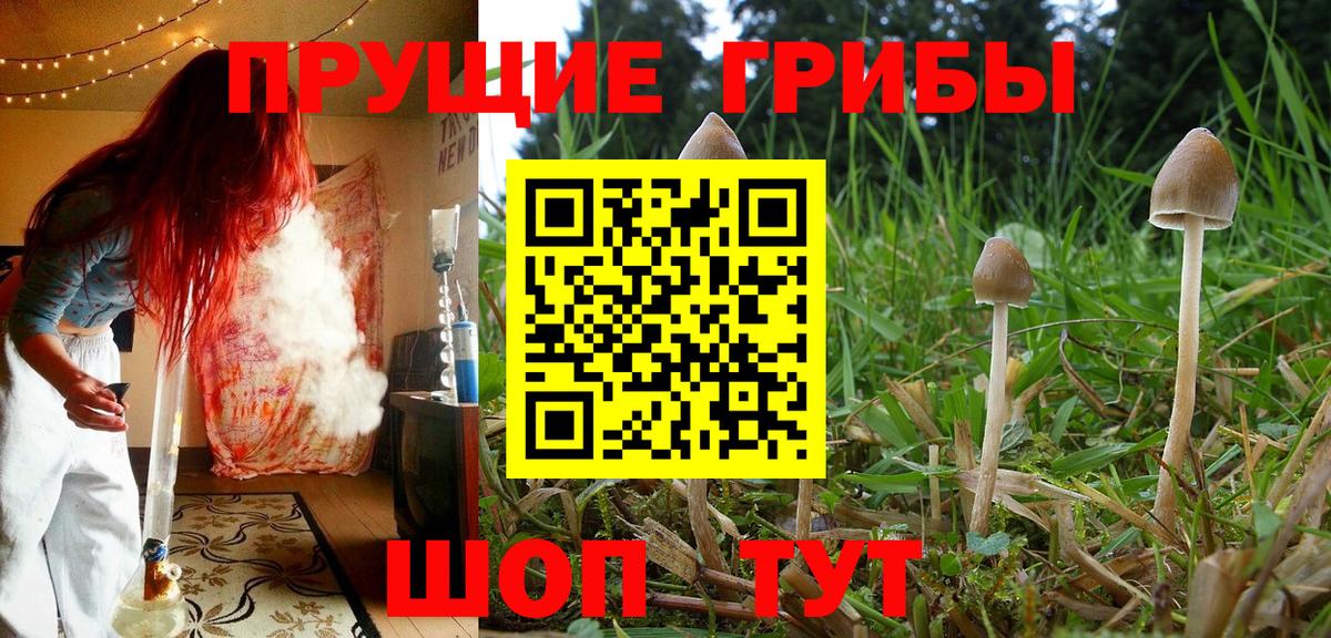 Галлюциногенные грибы прущие грибы  Галлюциногенные грибы мухоморы  Сунжа  Вход с VPN 